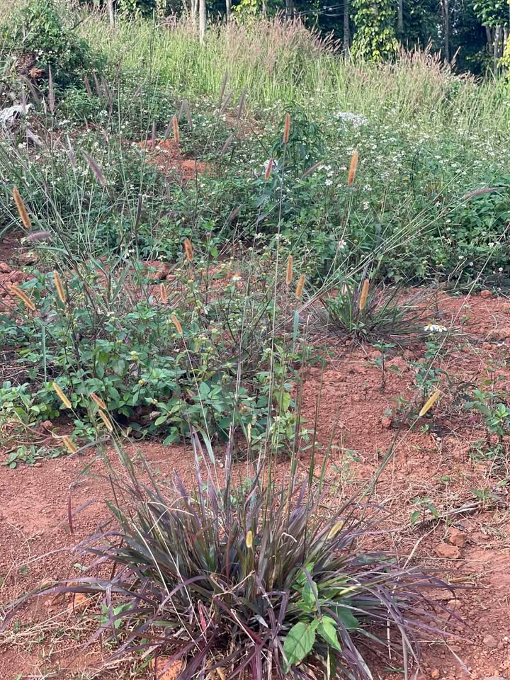 Farm Lơ Pang, Mang Yang, Gia Lai 5ha giá 4.25 tỷ - Đầu tư sinh lời ngay!