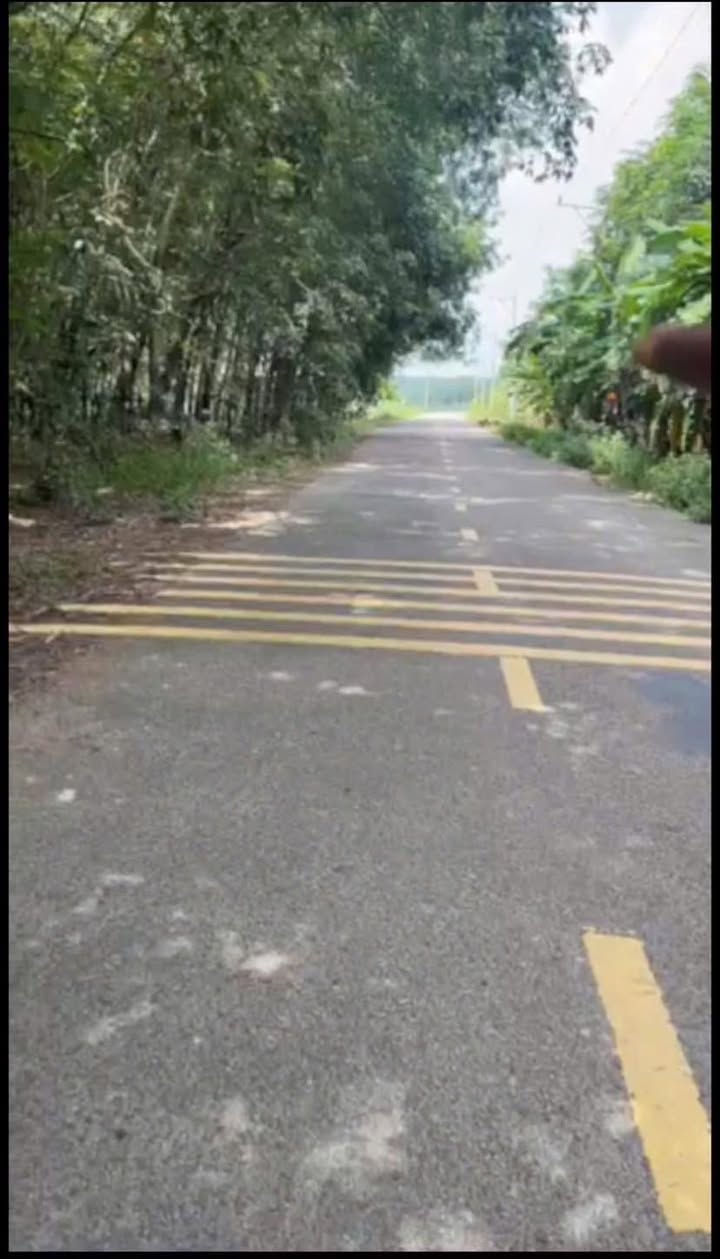 Đất nền xã Phước Sang, Phú Giáo 20.000m² - Gần mặt tiền đường nhựa DH 519, cơ hội đầu tư hấp dẫn!