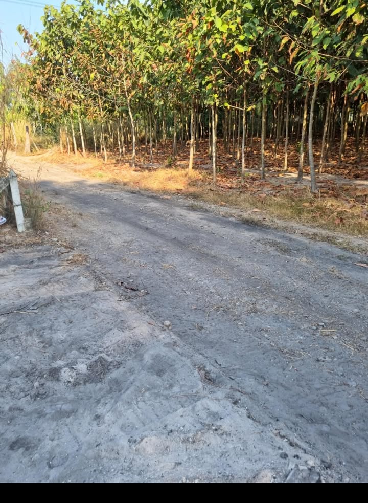 Đất nền An Điền, Bến Cát, Bình Dương 80m² giá 790 triệu - Cơ hội đầu tư hấp dẫn!