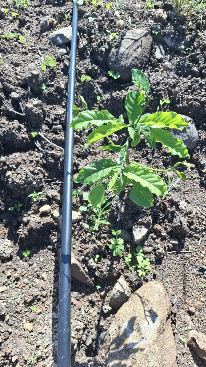 Đất nền Đan Phượng 9000m² giá 550 triệu - Chính chủ bán gấp!