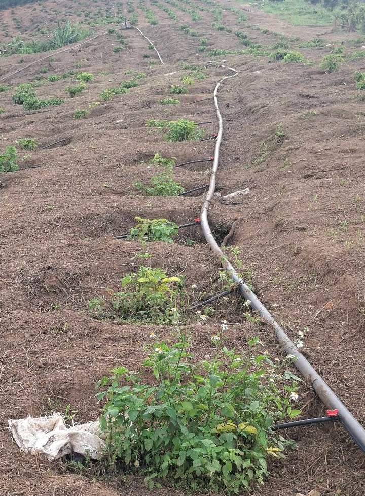 Mảnh vườn 1ha thôn Phúc Cát giá chỉ 1.5 tỷ - Đầu tư sinh lời ngay!