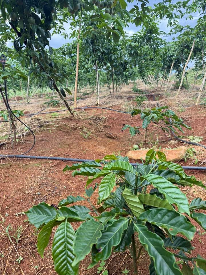 Đất nông nghiệp Tân Hà 3600m² giá 800 triệu - Tiềm năng đầu tư lớn!