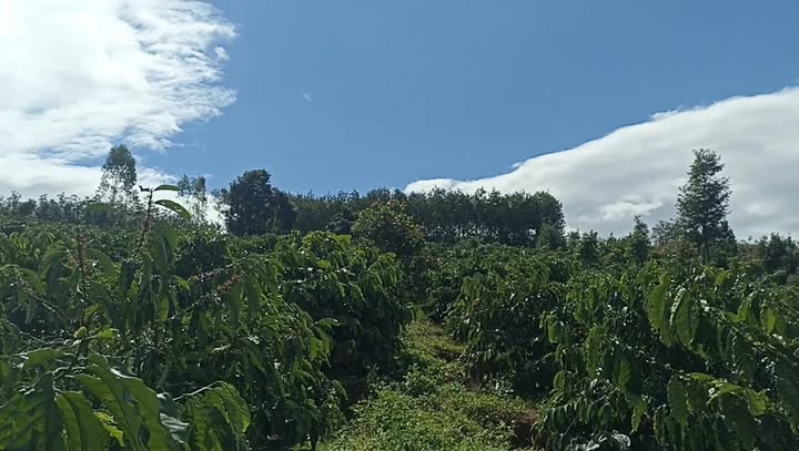 Đất Farm 1200m² tại xã Ia Phí, Chư Păh, Gia Lai - Giá 850 triệu, Hợp đồng 10 năm!