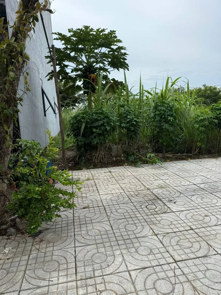 Đất nền KDC Xuyên Á, Mỹ Hạnh Nam, 115m² giá 2.7 tỷ - Sổ hồng riêng, cơ hội đầu tư hấp dẫn!