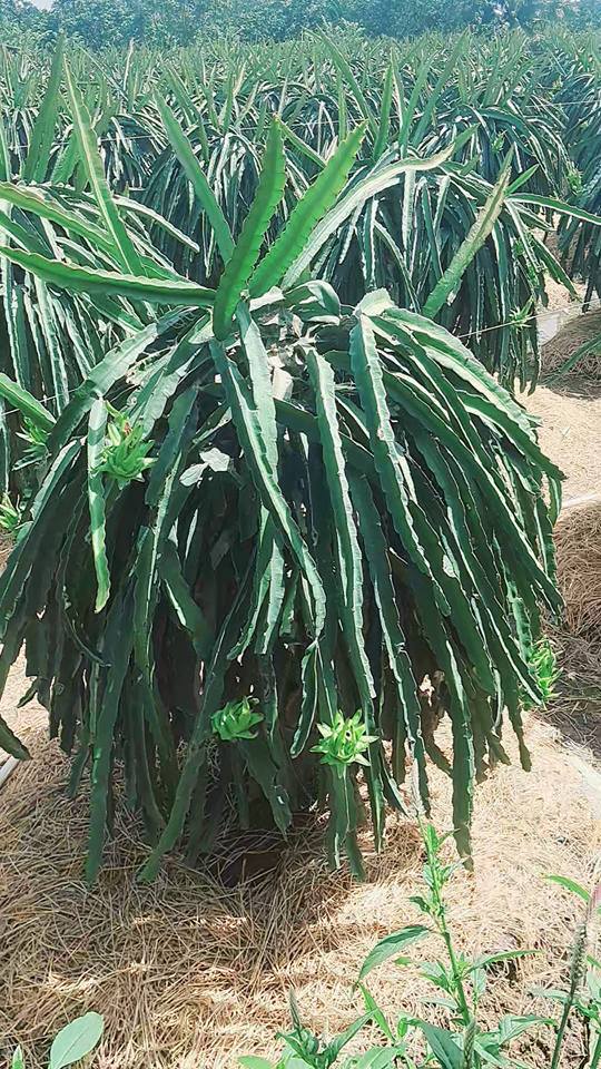 Đất nền xã Tân Thuận Bình, Chợ Gạo 2779m² giá 1.382 tỷ - Cơ hội đầu tư tuyệt vời!