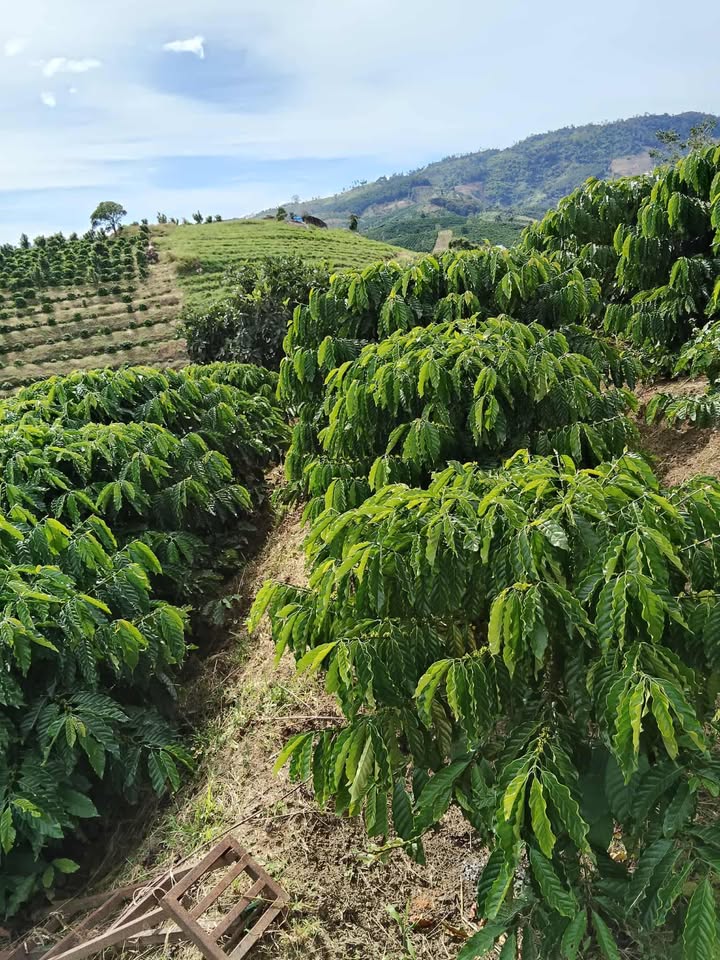 Farm Phúc Thọ Lâm Hà 2ha giá 7 tỷ - Đường ô tô vào tận nơi!