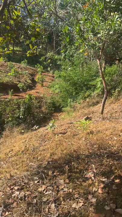 Đất 2ha tại Phú Trung, Phú Riềng, Bình Phước giá 2.2 tỷ - Đầu tư sinh lời ngay!