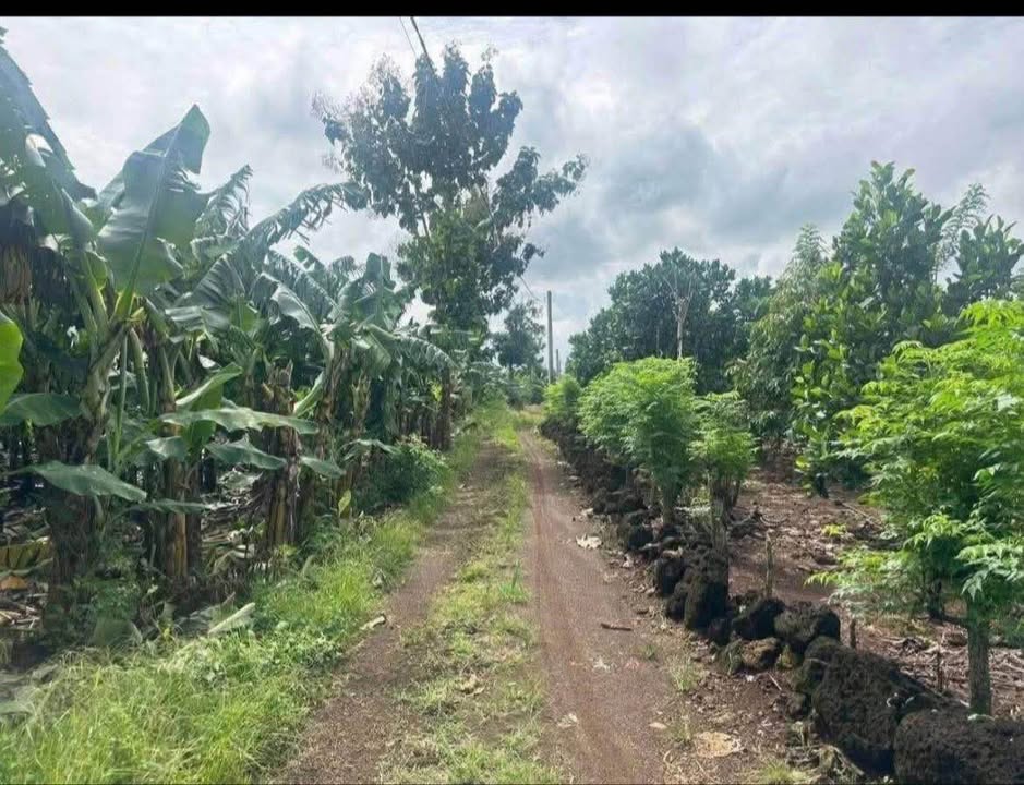 Đất nền 10.000m² tại xã Trà Cổ, Tân Phú - Giá chỉ 3.2 tỷ!