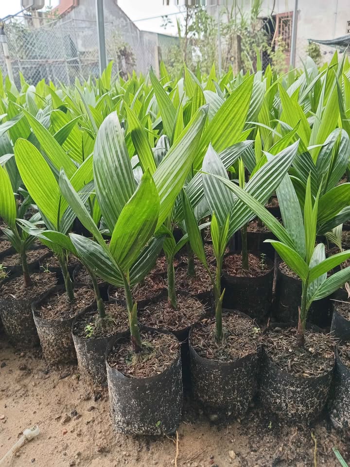 Lô đất Tịnh Ấn Tây 145m² giá thỏa thuận - Đầu tư sinh lời tại Quảng Ngãi!