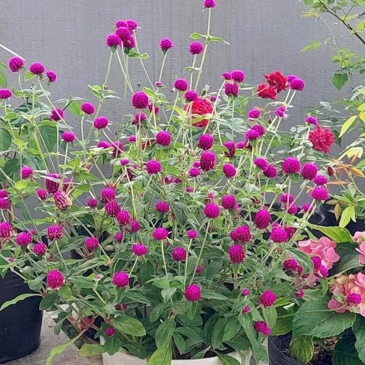 Đất vườn 2000m² Phường Thanh Đức, Long Hồ, Vĩnh Long giá 8 tỷ - Đầu tư sinh lời hấp dẫn!