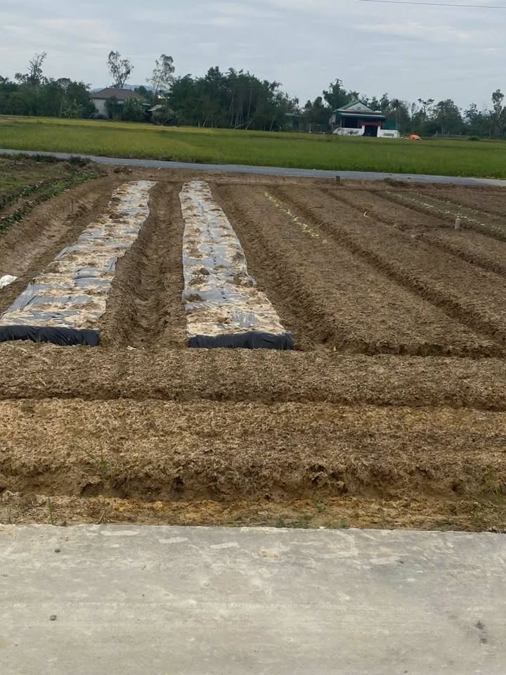 Đất nền Nghi Trường 112m² giá 1.9 tỷ - Đầu tư lý tưởng!