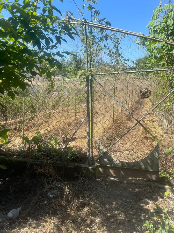 Đất nền Đa Phước Hội, Mỏ Cày Nam 296m² giá 1 tỷ - Đầu tư sinh lời tuyệt vời!