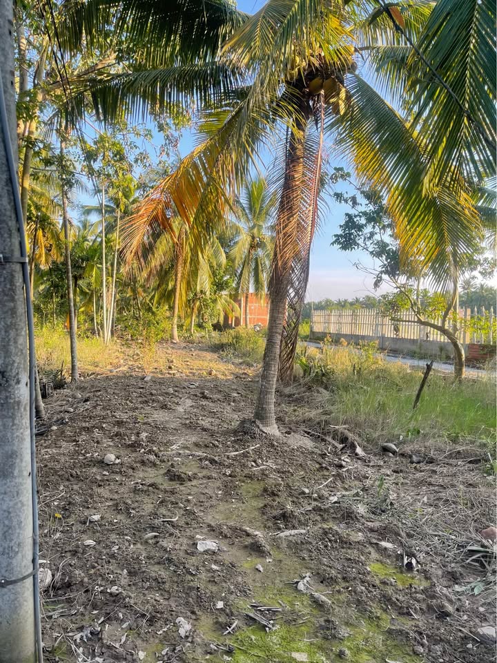 Đất Phước Hiệp, Mỏ Cày Nam 627m² giá 550 triệu - Tiềm năng phát triển cao!