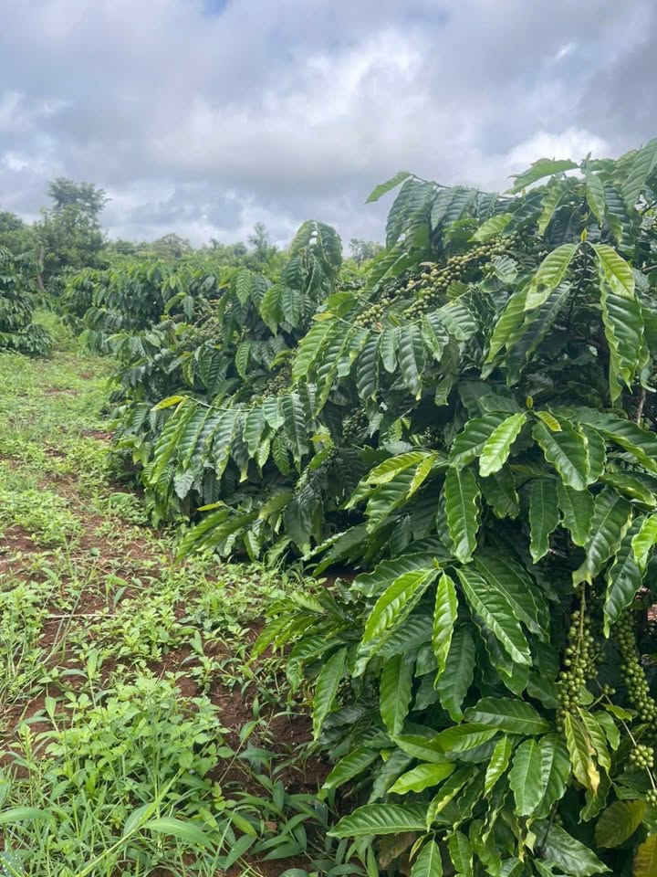 Farm đẹp tại xã Ea Khal, huyện Ea H'leo, diện tích 1ha giá 3.5 tỷ - Đầu tư lý tưởng!