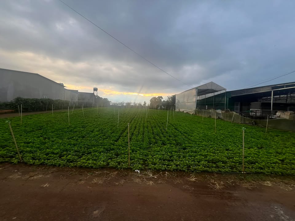 Đất Tân Hội 1062.6m² giá chỉ 3 tỷ - Pháp lý rõ ràng, sẵn sàng xây dựng!