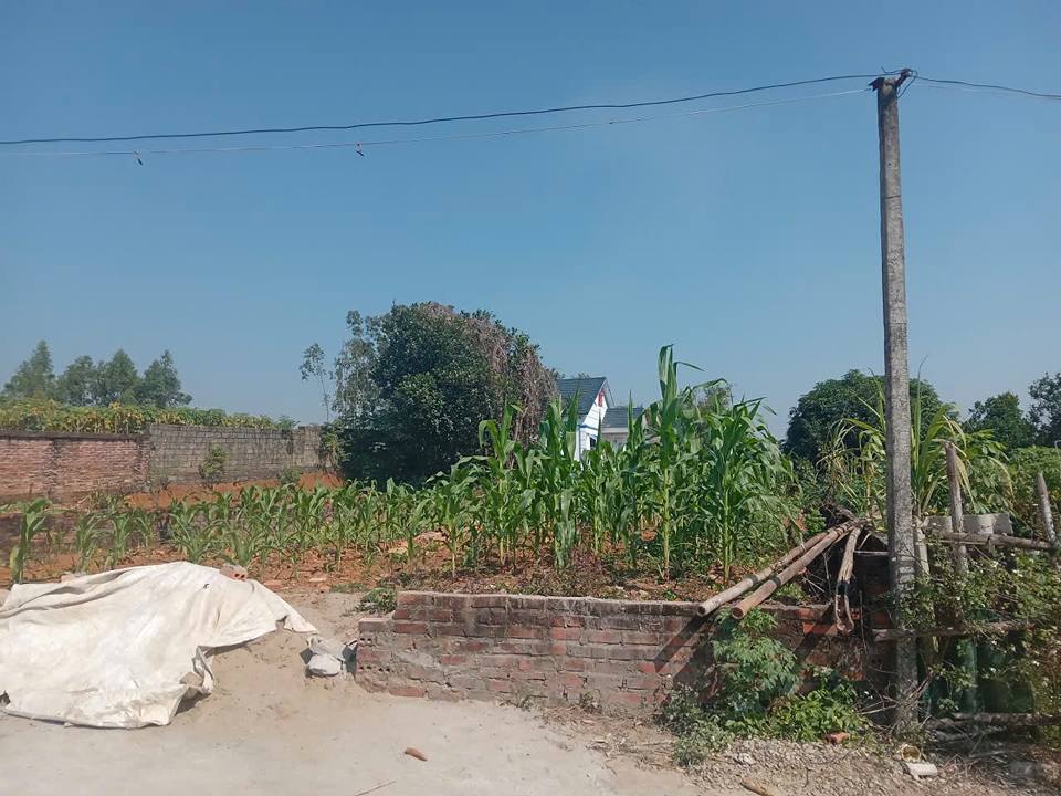 Đất liền kề tại phường Thanh Đình, Việt Trì 156,5m² giá chỉ 1,15 tỷ - Tiềm năng đầu tư tốt!