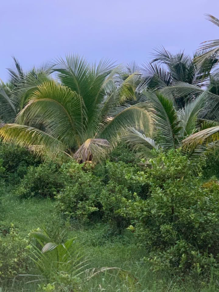 Đất nông nghiệp 8 công 6 tại An Phước, Vĩnh Long - Đầu tư sinh lời hấp dẫn!