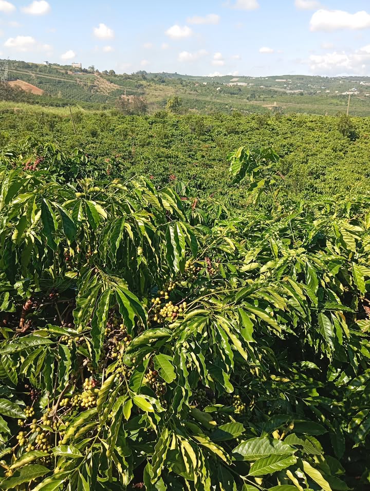 Đất nền 1ha Tân Văn Lâm Hà giá 4.5 tỷ - Sổ đỏ chính chủ, ô tô vào tận nơi!