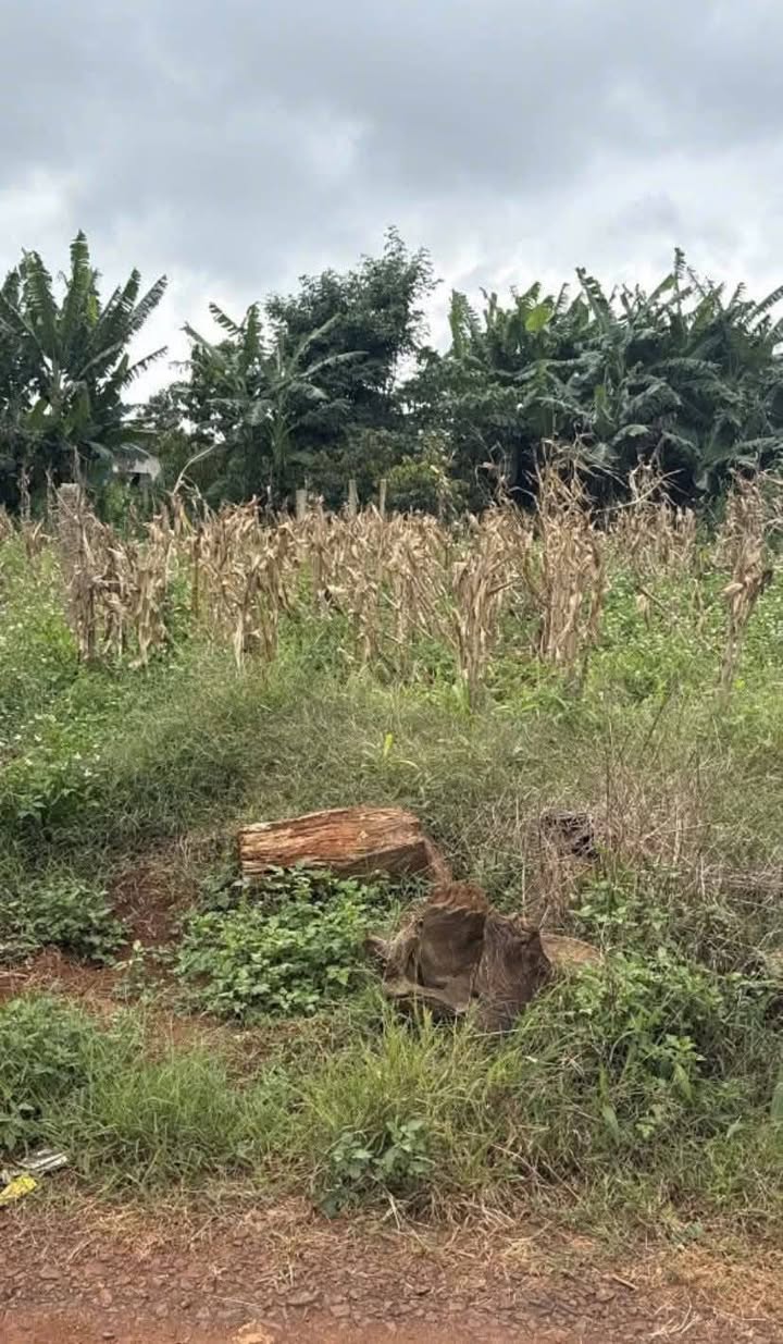 Đất thổ cư Phú Xuân Krông Năng 250m² giá 580 triệu - Cơ hội đầu tư hấp dẫn!