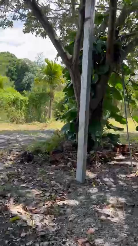 Xưởng và Đất Tân Mỹ 1850m² giá 7.2 tỷ - Pháp lý rõ ràng, đầu tư sinh lời!