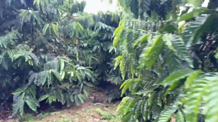 Đất nền 30.000m² tại thôn 10, xã Tân Thanh, giá 5.2 tỷ - Cơ hội đầu tư hấp dẫn!