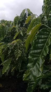 Đất Farm 1.2 ha tại Phúc Thọ, Lâm Hà - Sổ đỏ chính chủ, giá chỉ 3.5 tỷ!