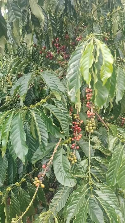 Farm 38,000m² tại An Lộc, Chư Sê, Gia Lai - Giá chỉ 5.9 tỷ, kinh doanh cafe hiệu quả!