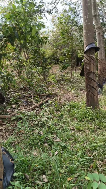 Đất Farm 12,400m² xã Ia Kreng, huyện Chư Păh - Giá thỏa thuận, đường xe ô tô vào tận nơi!