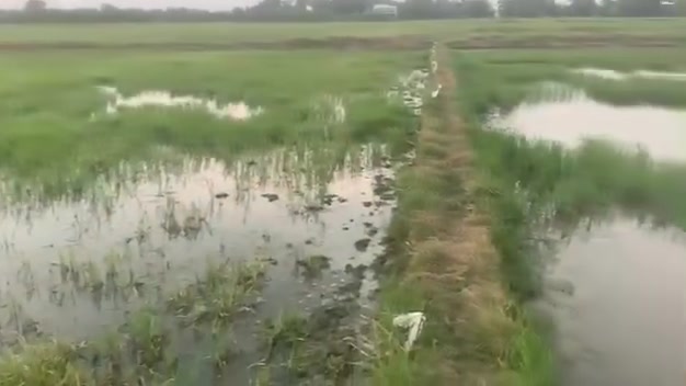 Đất ruộng mặt tiền kênh 12.884m² tại ấp Bổn Thanh, Duyên Hải - Giá chỉ 1.288 tỷ!