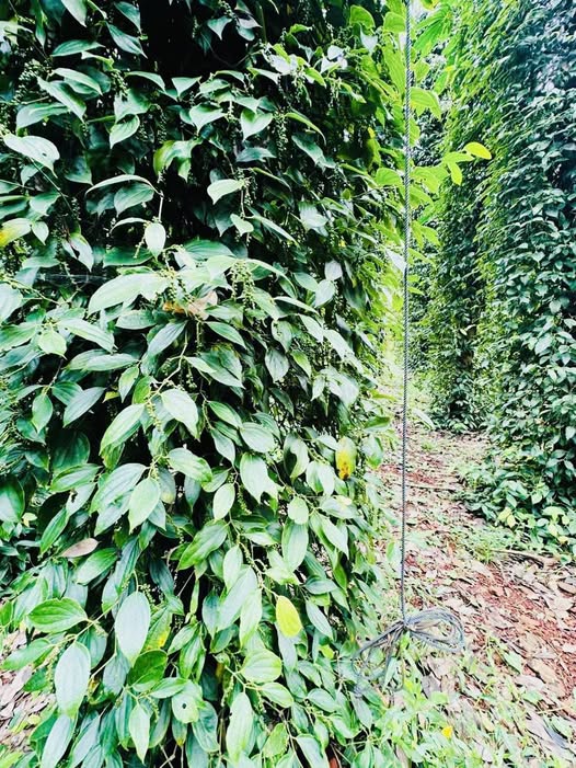 Đất vườn Bàu Lâm, Xuyên Mộc 1000m² giá 400 triệu - Đầu tư sinh lời ngay!