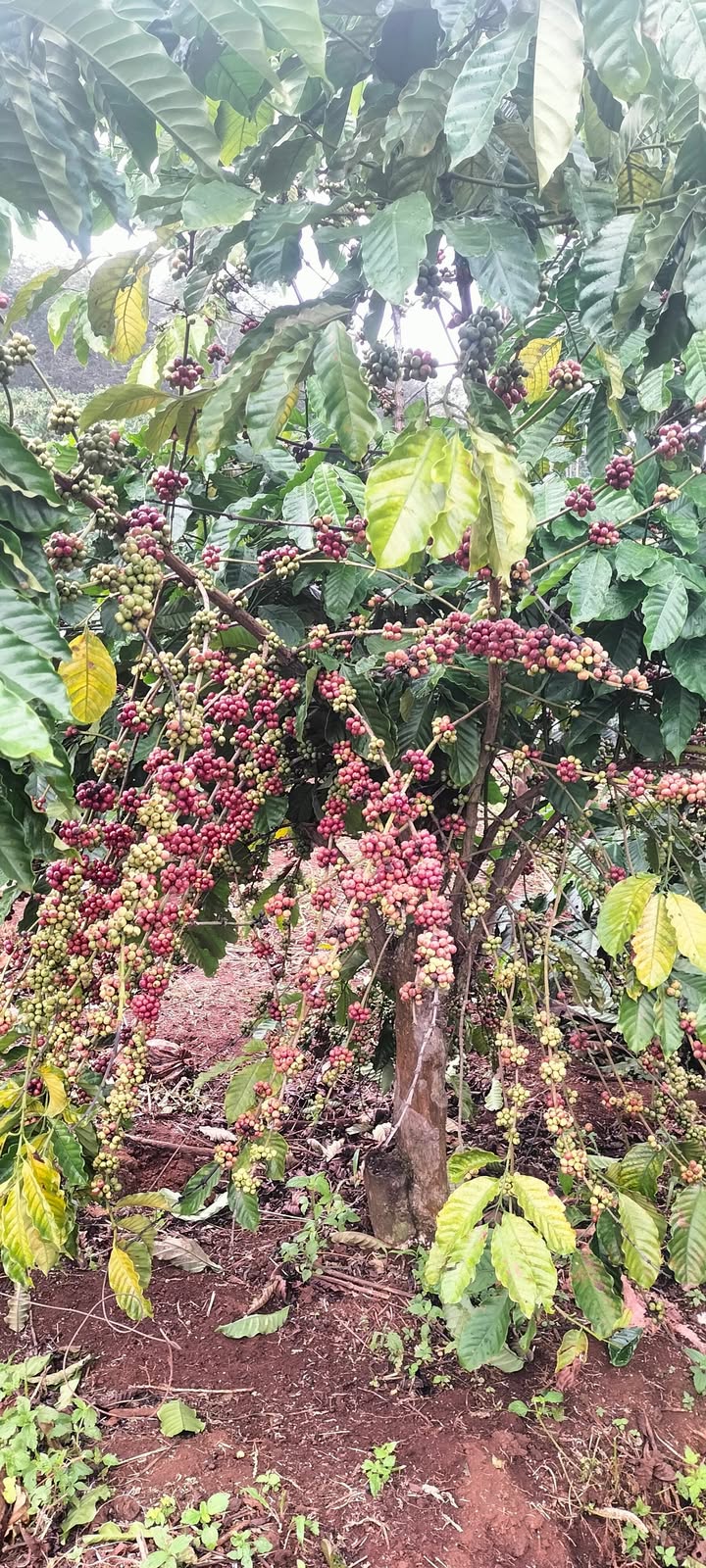 Farm 4ha cà phê tại Ia Tôr, Chư Prông, Gia Lai - Giá thỏa thuận, cơ hội đầu tư hấp dẫn!