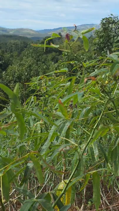 Đất nông nghiệp Hà Tây, Chư Păh 17.000m² giá chỉ 230 triệu - Cơ hội đầu tư tuyệt vời!