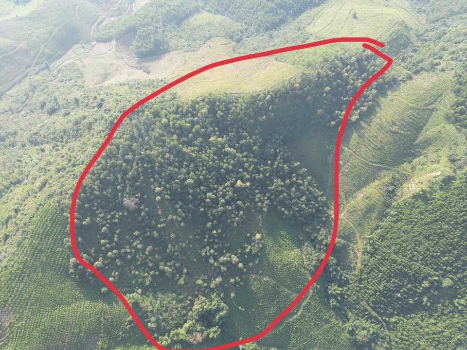 Đất rừng sản xuất 4ha tại Phú Thành, Lạc Thủy - Giá chỉ 400 triệu!