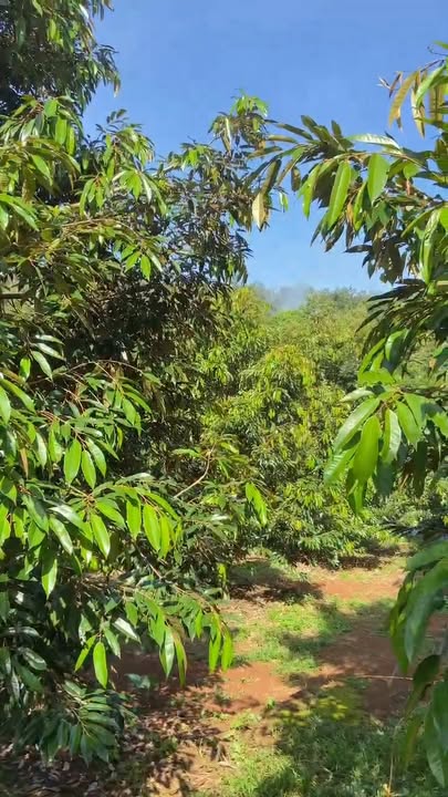 Farm 1.7ha tại Long Giao, Cẩm Mỹ - Cho thuê 500 triệu/năm, cơ hội đầu tư hấp dẫn!