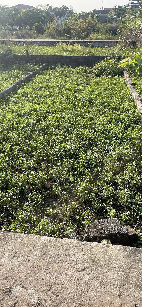 Đất nền Thư Phú, Thường Tín 49,6m² giá 2,45 tỷ - Sổ đỏ chính chủ, công chứng ngay!