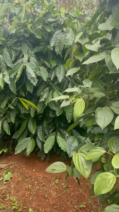 Đất thổ cư Nam Bình 8000m² giá 2.5 tỷ - Cơ hội đầu tư sinh lời!