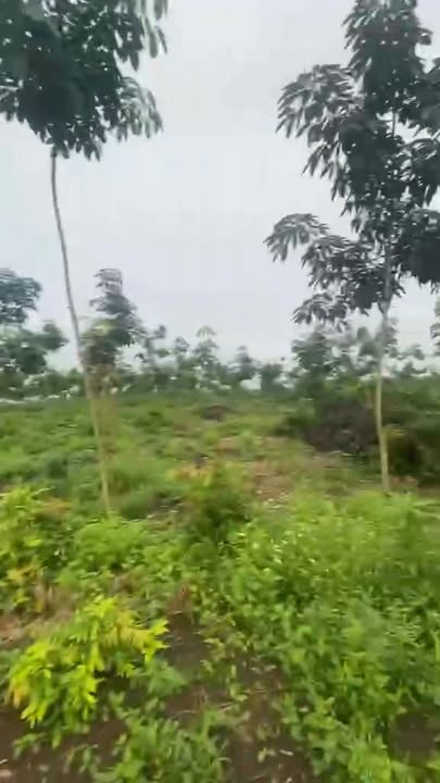 Đất nông nghiệp 2ha tại xã Thanh Hòa, Bù Đốp, Bình Phước - Giá chỉ 2.88 tỷ VND!