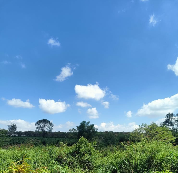 Đất nền Thọ Sơn Bù Đăng 7000m² giá 450 triệu - Cơ hội đầu tư sinh lời!