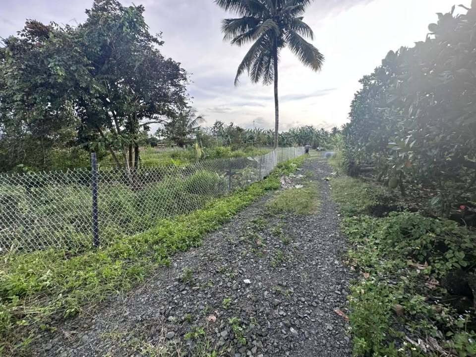 Đất vườn Phú Thịnh, Tân Phú, 1000m² chỉ 320 triệu - Sổ hồng chính chủ!