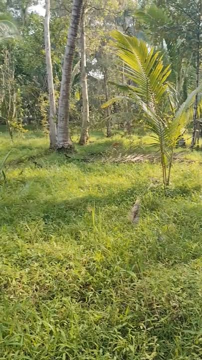 Đất nền Thạnh Ngãi Mỏ Cày Bắc 2500m² giá 500 triệu - Cơ hội đầu tư hấp dẫn!