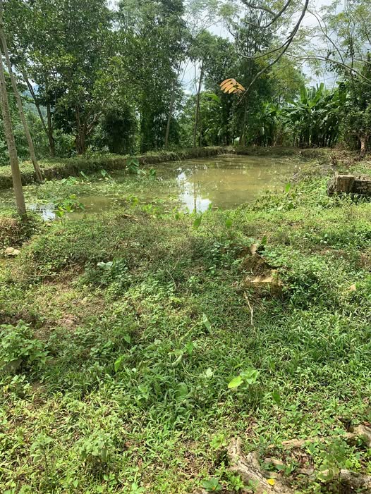 Lô đất Thu Cúc Tân Sơn 2200m² giá thỏa thuận - Khu vực an toàn, không lo bão lũ!