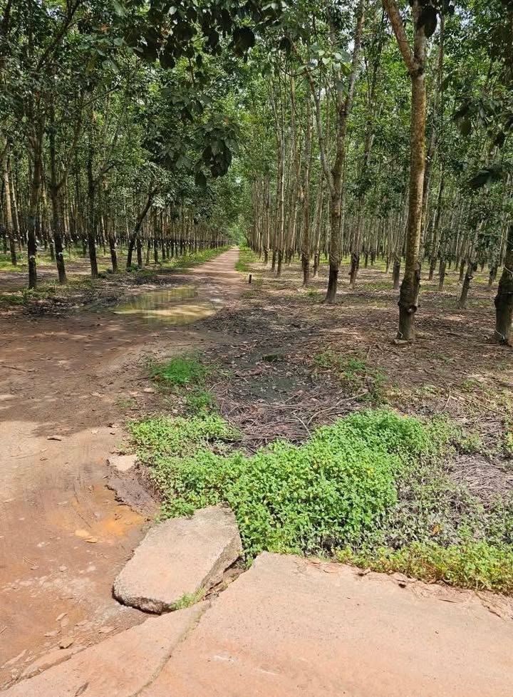 Đất nền Tân Lập Bắc Tân Uyên 2300m² giá 7 tỷ - Cơ hội đầu tư hấp dẫn!