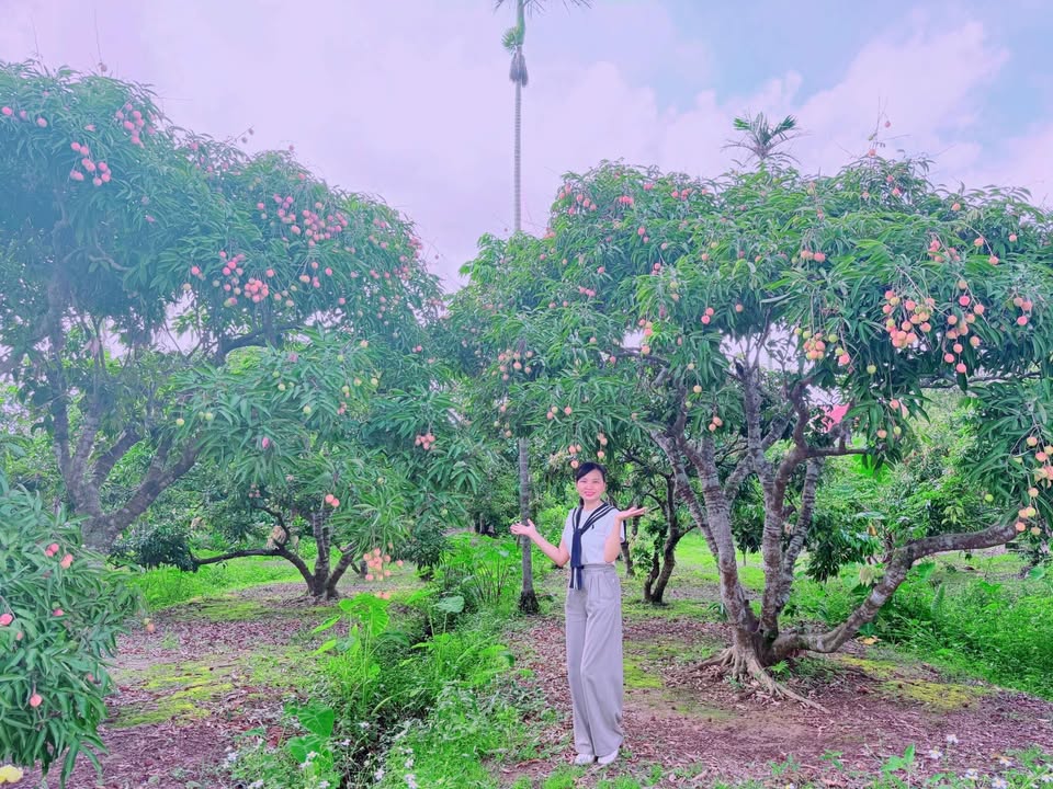 Đất vườn 36.000m² xã An Lương, Thanh Hà – Pháp lý rõ ràng, giá chỉ 1.152 tỷ!