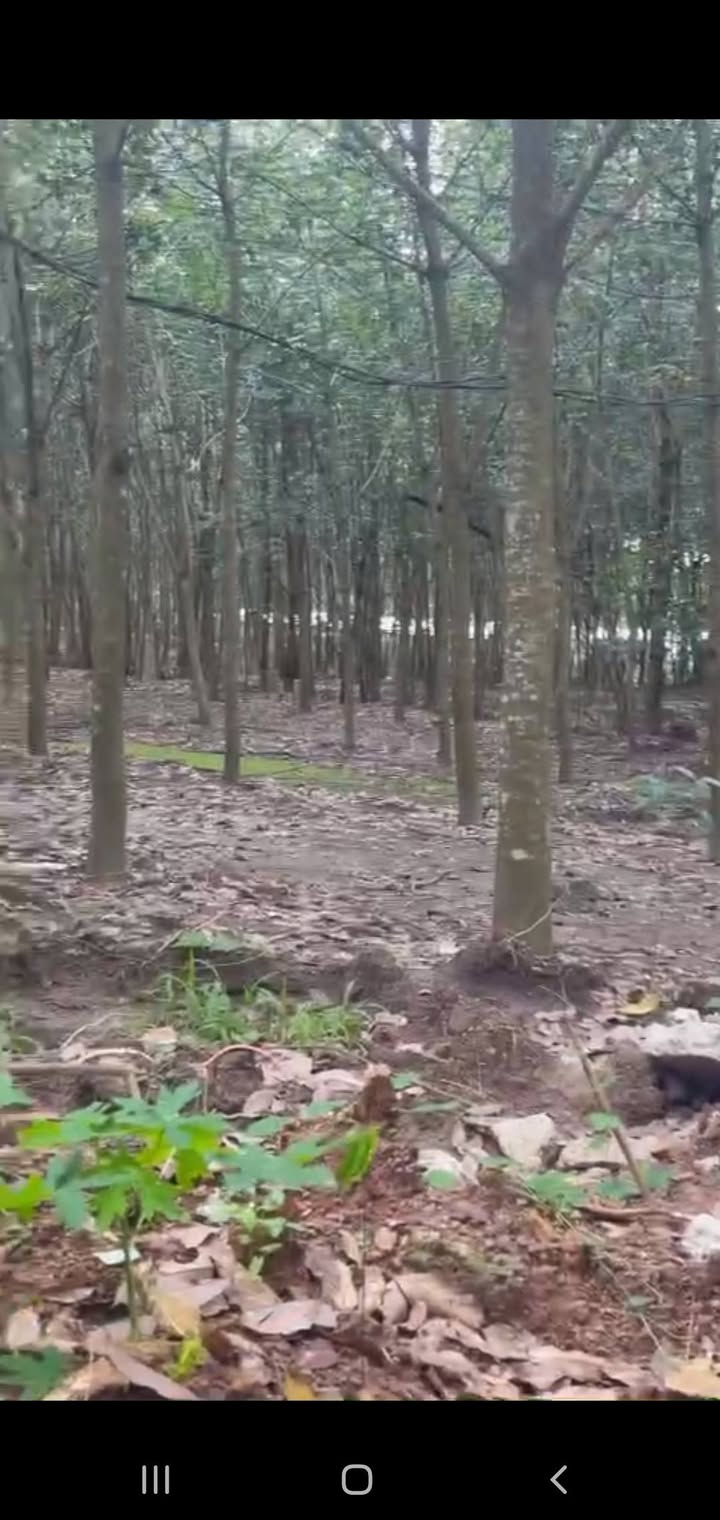 Đất cao su An Linh, Phú Giáo 1,2ha giá 5.8 tỷ - Cơ hội đầu tư hấp dẫn!