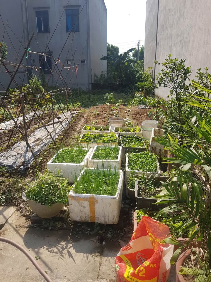 Đất nền Vĩnh Tường 115m² giá 3 tỷ - Bán gấp chính chủ!