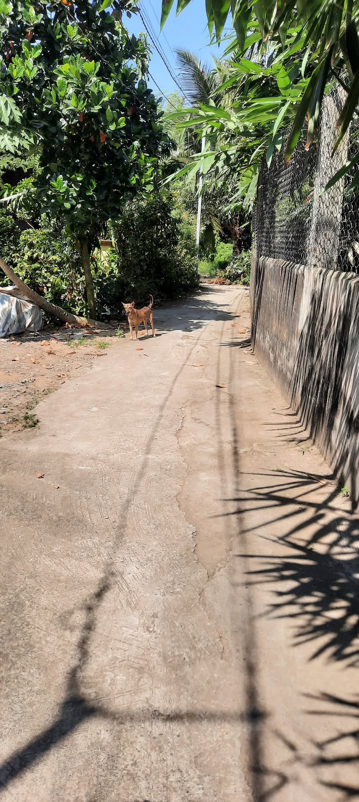 Đất thổ cư Xóm Biền Chợ Long Định 110m² giá 550 triệu - Sổ đỏ chính chủ, thương lượng lộc!