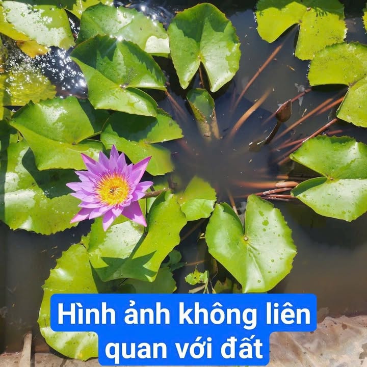 Đất vườn 1000m² tại Tân Thành, Thủ Thừa giá 650 triệu - Sổ đỏ chính chủ!