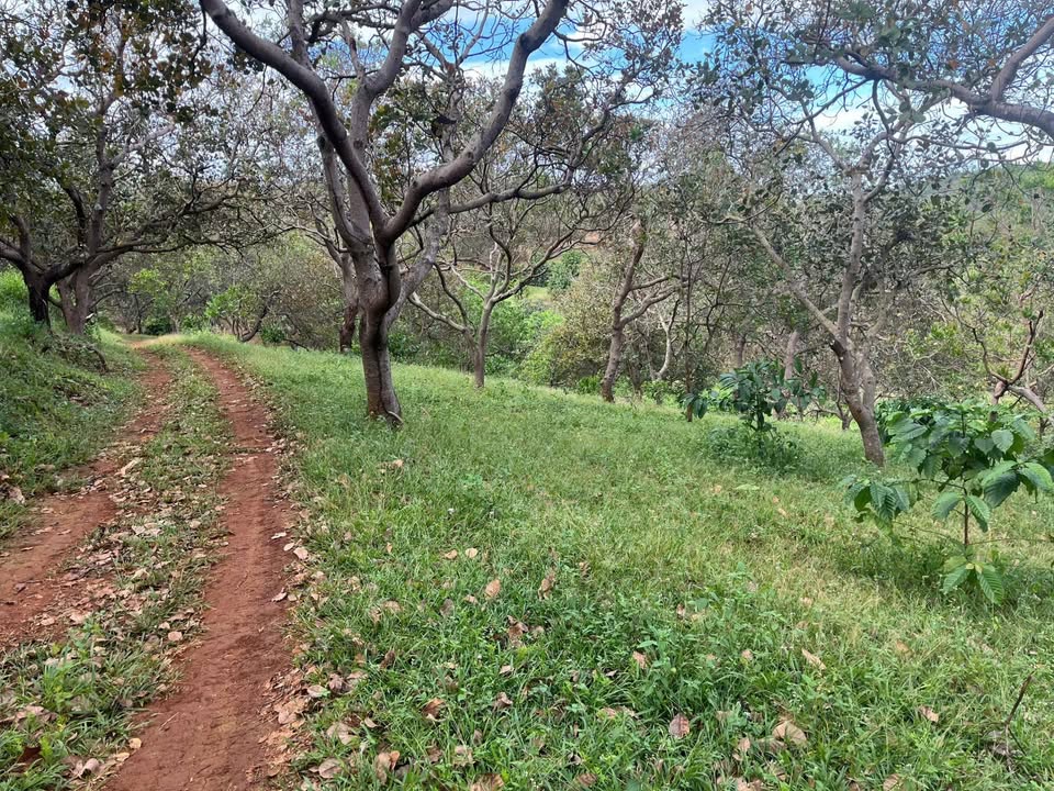 Đất Farm 3ha tại Xã Đồng Nai - Giá chỉ 2.4 tỷ, cơ hội đầu tư tuyệt vời!