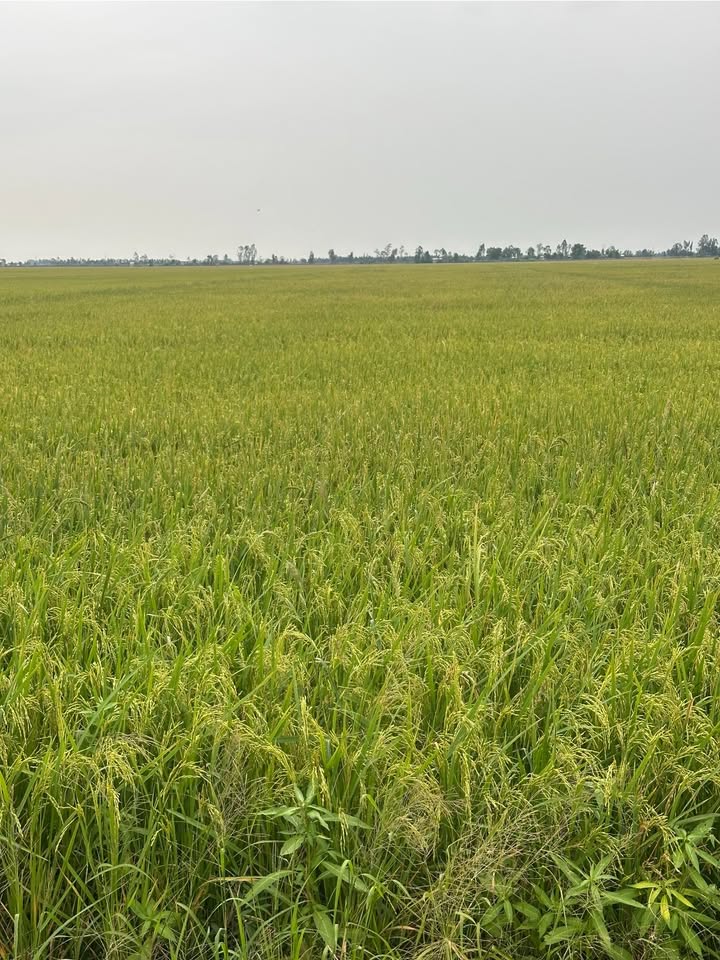 Đất ruộng 130 công xã Hòa Bình, Tam Nông - Giá chỉ 115 triệu/công