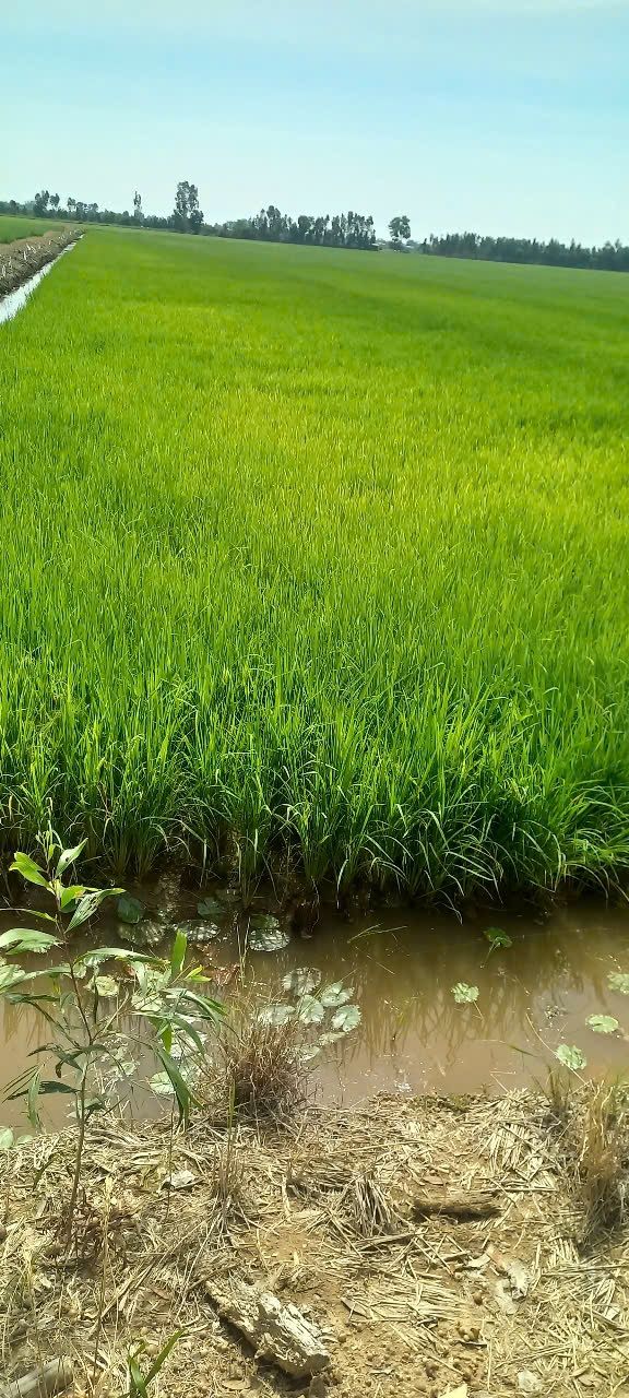 Đất nông nghiệp 45 công tại xã Thủy Tây, huyện Thạnh Hóa - Cơ hội đầu tư tuyệt vời!